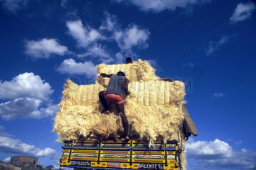 Sisal thread loading. transportation by truck. Worker travels over the loading  dangerous labor conditions. City: Valente; State: Bahia; Brazil. Worker travels