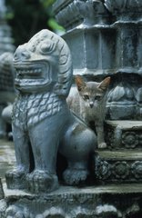 Chaton de gouttière derrière une statue Cambodge