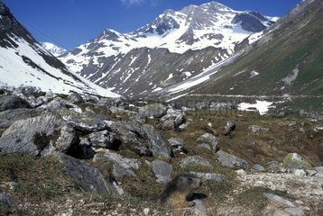 Alpine Marmot leaving its burrow Vanoise National Park
