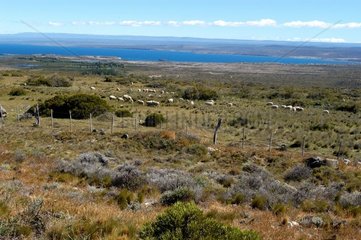 Landschaft des argentinischen Patagonian Pampa