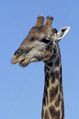 Portrait of a giraffe ruminating Namibia