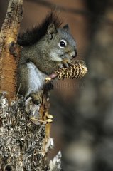American Red Eichhörnchen isst einen Kegel auf einem Stammkanada