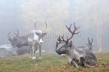 Herd of Caribous in fog Haelsingland Sweden