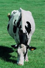 Prim'Holstein broutant au pré