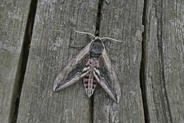 Privet hawk moth on wood United-Kingdom