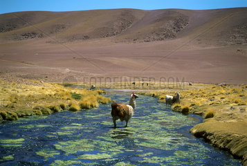 Lhamas in the river. Atacama Desert  Chile  South America.