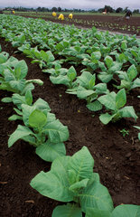 Tobacco farming / plantation. State: Bahia; Brazil.