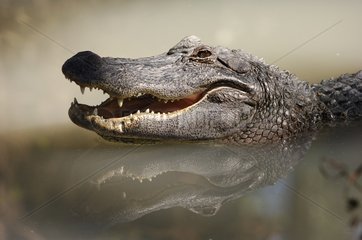 American Alligator head yawning Texas