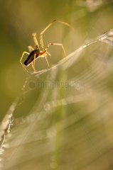 Spinne bei Diebstahl auf seinem Spinnnetz Frankreich