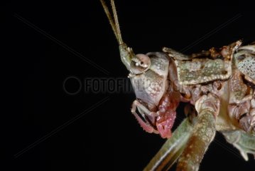 Portrait of a neotropical grasshopper French Guiana