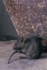 Portrait of Common House Mouse washing itself France