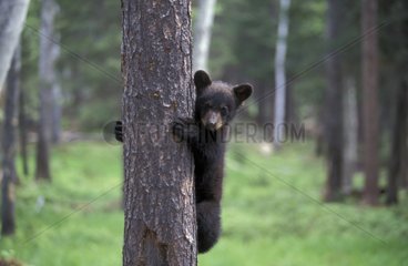 Jeune Ours noir d'Amérique dans un arbre Canada