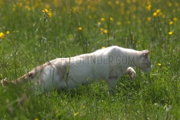 Cat hunting in the green grass