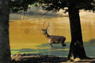 Junger mÃ¤nnlicher roter Hirsch in schlammigem Wasser Yonne Frankreich