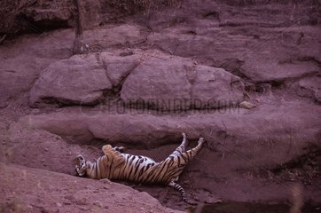 Tigre du Bengale se roulant Bandhavgarh PN Inde