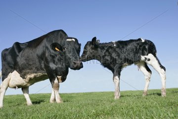Kuh und sein neugeborenes Kalb in Field France