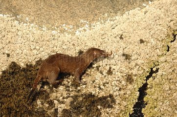 Mink running with a crab in mouth Canada