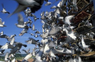 Lâcher de pigeons voyageurs pour un concours d'orientation