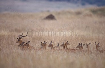 Mâle Impala et son harem dans la savane Masaï Mara Kenya