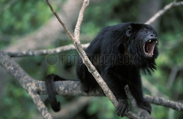Schwarzer männlicher Yeller mit einem Brasilien -Pantanalbaum