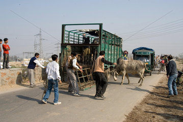 INDIA : New Delhi. Shahdara South. The MCD team is trying to load a bull on the truck. In 2003 roaming cows in urban areas of New Delhi became illegal. These cows are now rounded up  confiscated and auctioned to new owners.