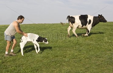 Züchter mit einem neugeborenen Holstein -Kalb und seiner Mutter