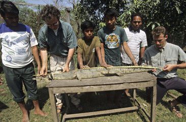 Men and children measuring Gharial of the gange Nepal