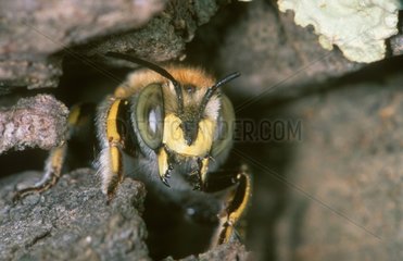 Portrait of a Bee posed in the rocks