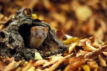 Weasel coming out of a hole in a dead branch on the ground