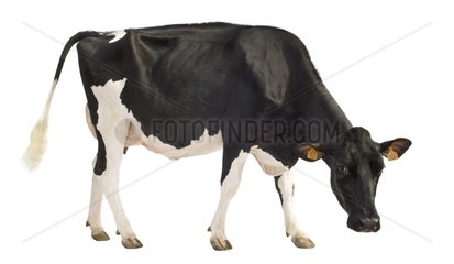 Porträt einer Holstein -Kuh im Studio