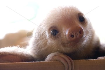 Hoffmann's two-toed Sloth in a breed center Costa Rica
