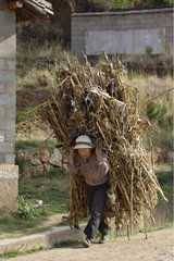 Frau mit dem Mais im April in der NÃ¤he von Shaxi Yunnan China
