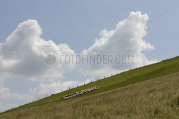 Herd of Lacaune sheep on the hillside France