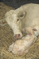 Charolaise Cow Lizhe ihr neugeborenes Kalbfauer Frankreich