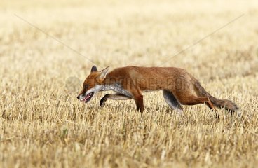 Red fox walking in a harvested field Great Britain