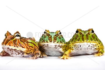 Three species of Horned Frog in studio France