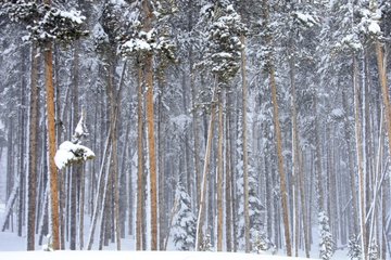 Conifers forest in winter Yellowstone USA