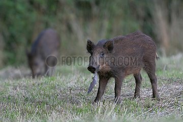 Boar searching for food Vosges France