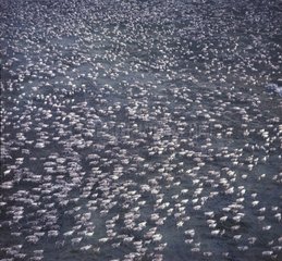 Immense troupeau de Caribous en migration sur la toundra