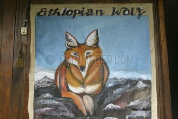 Peinture représentant un loup d'Abyssinie PN Bale Ethiopie