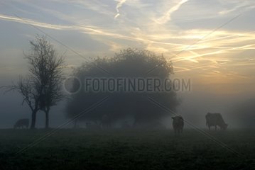 Vaches MontbÃ©liardes weidet am Morgennebel darÃ¼ber