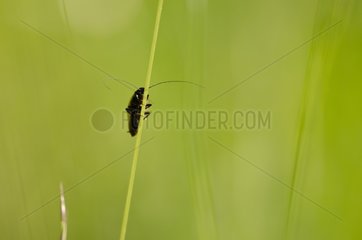 Dusky Cockroach on a stem - Burgundy France