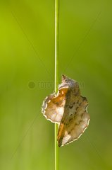Lappet Moth on a stem - Burgundy France