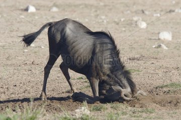 Wildebeest is rubbing his head on ground Kgalagadi Kalahari