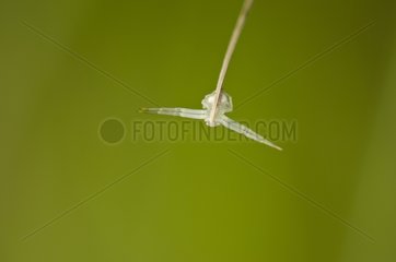 Goldenrod Spider on a stem - Burgundy France