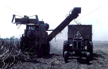 Mexico; Harvest of s sugar cane field with two agricultural machines