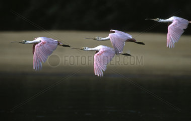 Colhereiros flying - Roseate spoonbill ( Platalea ajaja )  Bananal island  Brazil. Pink birds flying together  group animals  synchronization  freedom  togetherness