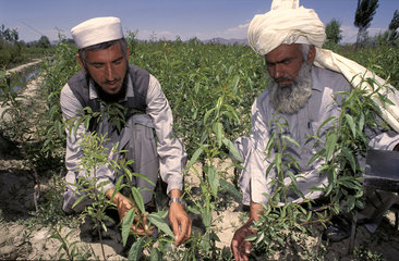 Two men working in the fields. These fields were set up by development organisations to provide food for the region.