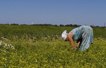 Woman working hard in farm fields in dress in country between Kiev and Lviv in the Ukraine