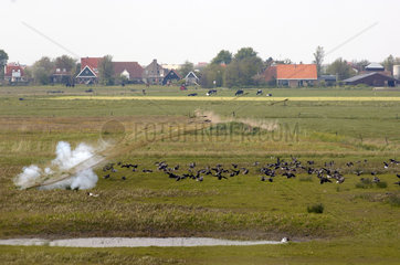 Terschelling  a net is used by scientists of Alterra to capture a group of Brent geese